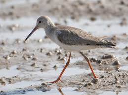 Attēlu rezultāti vaicājumam “Tringa totanus”