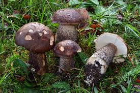 Attēlu rezultāti vaicājumam “Leccinum melaneum”