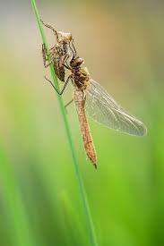 Attēlu rezultāti vaicājumam “Cordulia aenea”