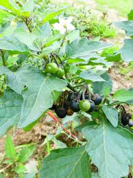 Attēlu rezultāti vaicājumam “Solanum nigrum”