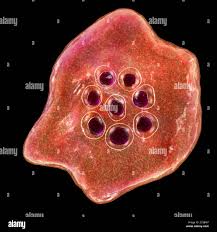 Attēlu rezultāti vaicājumam “Diderma radiatum plasmodium”