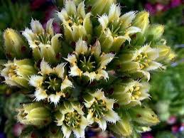 Attēlu rezultāti vaicājumam “Jovibarba globifera flower”