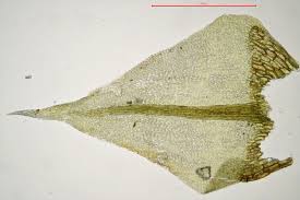 Attēlu rezultāti vaicājumam “Cratoneuron filicinum”