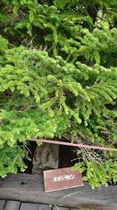 Attēlu rezultāti vaicājumam “Abies mariesii”