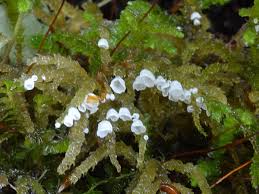 Attēlu rezultāti vaicājumam “Rimbachia neckerae”