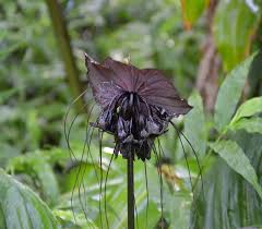 Image result for Tacca chantrieri