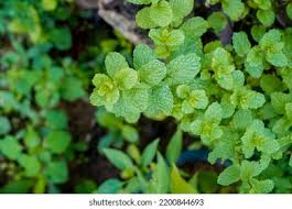 Image result for Menta x piperita