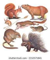 Attēlu rezultāti vaicājumam “Rodentia”