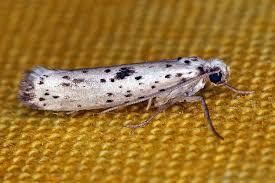 Attēlu rezultāti vaicājumam “Yponomeuta plumbella”