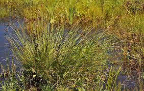 Attēlu rezultāti vaicājumam “Carex diandra”