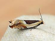 Attēlu rezultāti vaicājumam “Ancylis badiana”