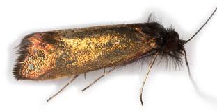 Attēlu rezultāti vaicājumam “Adela cuprella”