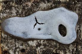 Attēlu rezultāti vaicājumam “Badhamiopsis sp.”