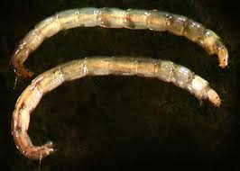 Attēlu rezultāti vaicājumam “Chironomidae larvae”