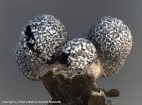 Attēlu rezultāti vaicājumam “Physarum leucopus”