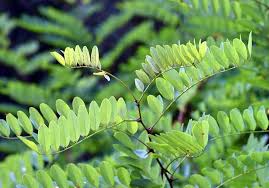 Attēlu rezultāti vaicājumam “Robinia pseudoacacia”