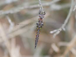 Attēlu rezultāti vaicājumam “Cribraria costata stalked”