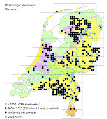 Attēlu rezultāti vaicājumam “Straminergon stramineum”