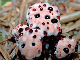 Attēlu rezultāti vaicājumam “Hydnellum sp.”