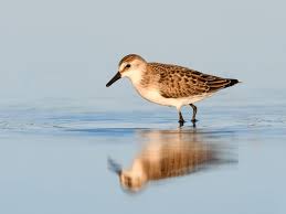 Image result for Calidris pusilla