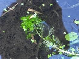 Attēlu rezultāti vaicājumam “Hottonia palustris leaf”