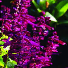 Image result for Salvia splendens