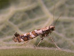 Attēlu rezultāti vaicājumam “Gracillaria syringella larva”