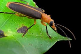 Attēlu rezultāti vaicājumam “Oedemeridae”
