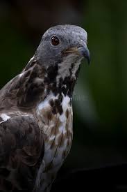 Attēlu rezultāti vaicājumam “Pernis apivorus adult”