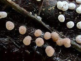 Attēlu rezultāti vaicājumam “Didymium difforme macro”