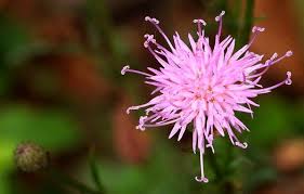 Attēlu rezultāti vaicājumam “Serratula tinctoria flower”