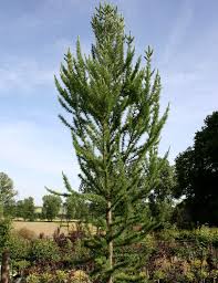 Attēlu rezultāti vaicājumam “Larix kaempferi”