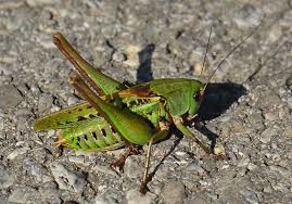 Attēlu rezultāti vaicājumam “Decticus verrucivorus”