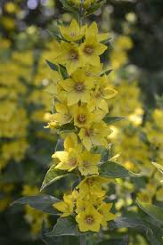 Attēlu rezultāti vaicājumam “Lysimachia punctata”