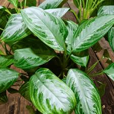 Image result for Leaves Green Bowmen