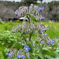 Image result for Borago officinalis