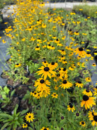 Image result for Rudbeckia fulgida