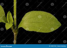 Attēlu rezultāti vaicājumam “Moehringia trinervia leaf”