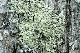 Attēlu rezultāti vaicājumam “Lecanora conizaeoides”