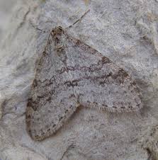 Attēlu rezultāti vaicājumam “Trichopteryx carpinata”