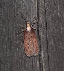 Attēlu rezultāti vaicājumam “Depressaria olerella imago”