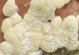 Attēlu rezultāti vaicājumam “Hypocrea pulvinata”