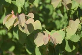 Attēlu rezultāti vaicājumam “Cercidiphyllum japonicum flower”