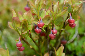 Bildergebnis für "Vaccinium myrtillus"