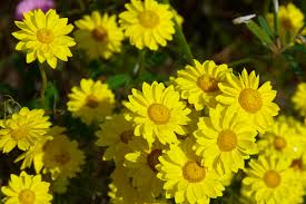 Image result for Helichrysum subulifolium