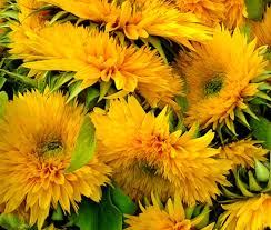 Attēlu rezultāti vaicājumam “Helianthus annuus flower”