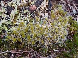 Attēlu rezultāti vaicājumam “Campylopus introflexus”