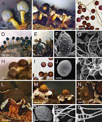 Attēlu rezultāti vaicājumam “Diderma globosum”