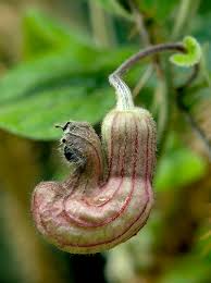 Attēlu rezultāti vaicājumam “Aristolochiaceae”