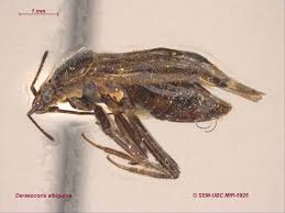 Attēlu rezultāti vaicājumam “Deraeocoris ruber imago”